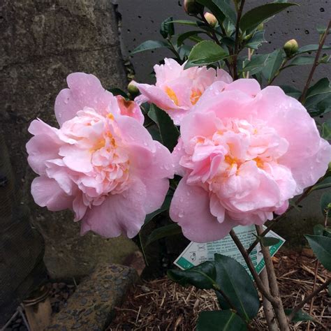 camellia fragrance.